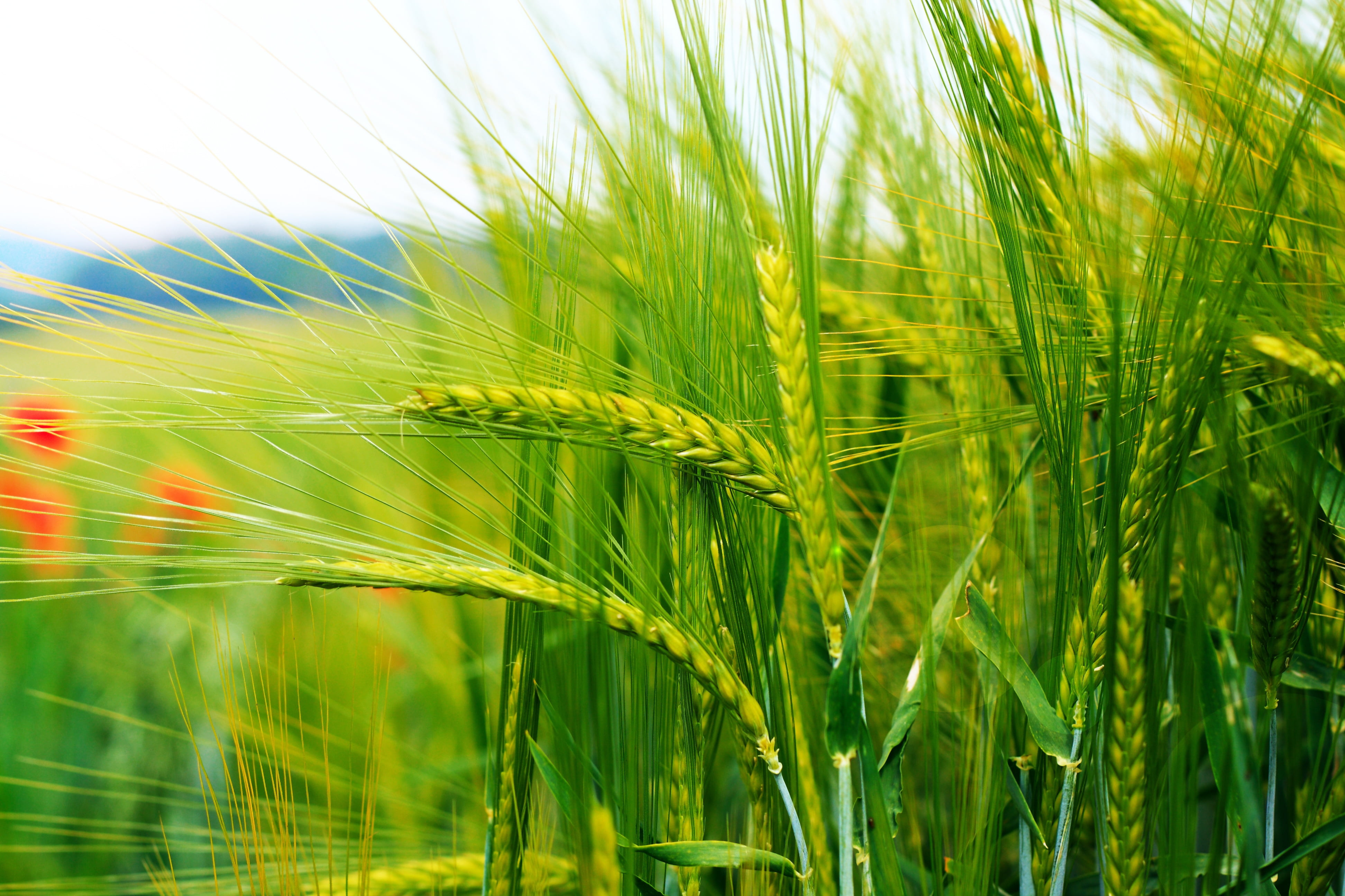 closeup photography of green wheat field