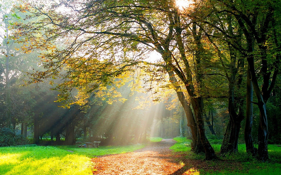 green leafed trees, trees, path, sun rays, dirt road HD wallpaper