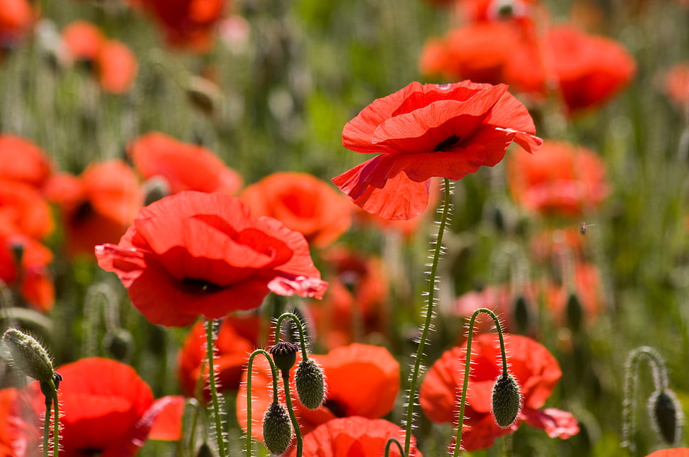 selective focus photography of red Poppy flower field HD wallpaper
