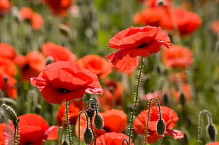 selective focus photography of red Poppy flower field HD wallpaper