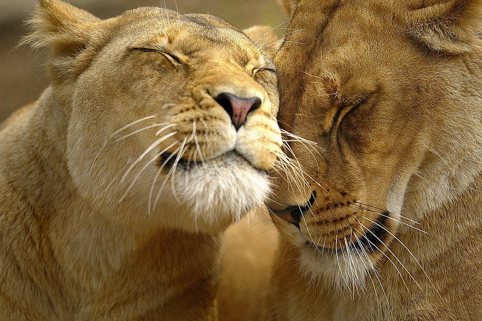 shallow focus photography of two lioness HD wallpaper