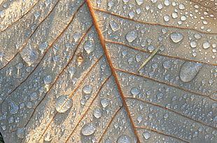 Leaf,  Surface,  Drops,  Dew HD wallpaper