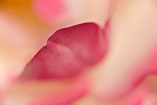 photography of pink flower petal, rose