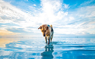 short-coated brown and black dog, dog, lake, water, reflection