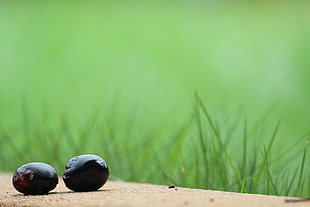 selective focus photography of two round black fruits near grass field