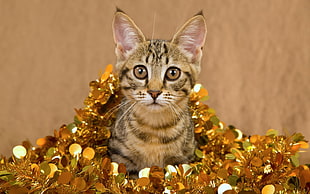 bengal cat covered by gold tinsel
