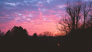 bare trees