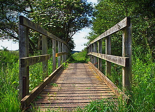 brown wooden bridge surrounded by green grass