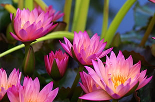 pink lotus flowers HD wallpaper