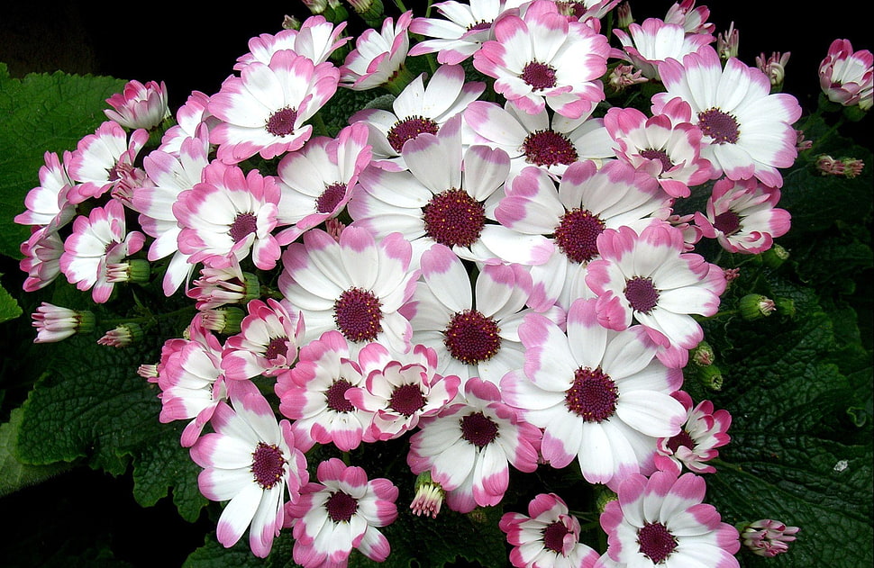 photography of white-and-pink petaled flowers HD wallpaper