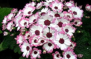 photography of white-and-pink petaled flowers