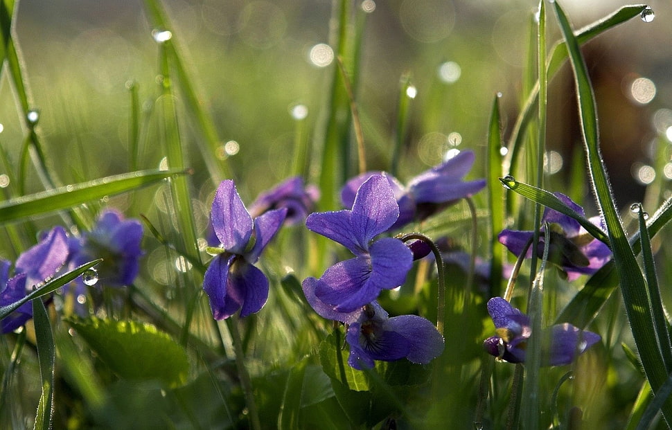purple petaled flowers HD wallpaper