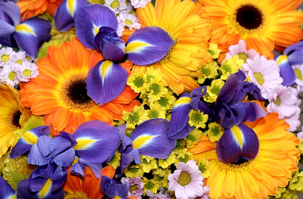 close-up photo of orange and purple petaled flowers HD wallpaper
