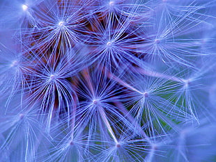 macro photography of dandelion seed head
