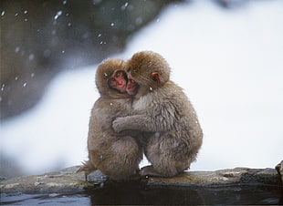 two gray monkey hugging each other during snow