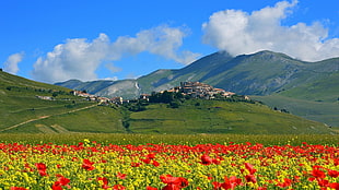 red and yellow poppy flowers, nature, landscape, clouds, trees