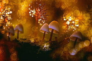 photography of mushroom, mushroom, macro, bokeh HD wallpaper