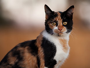 shallow focus photography of calico cat HD wallpaper