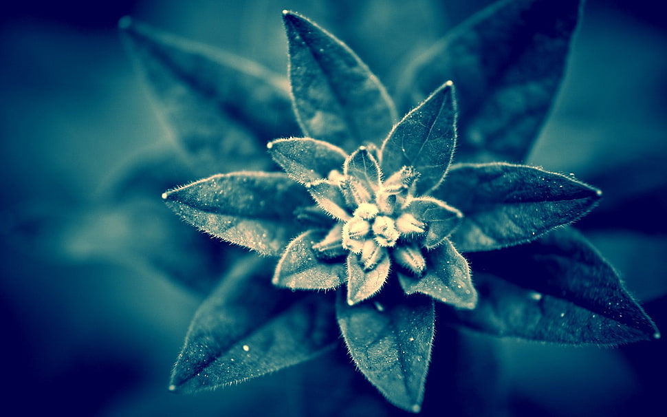 green leafed plant, monochrome, macro, plants, nature HD wallpaper