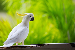 shallow focus photo of white cockatoo