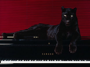 black Panther laying on black board