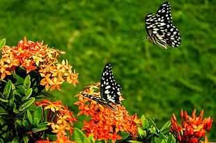 two butterflies above ixora flower close up photo
