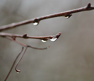 brown tree stem with water