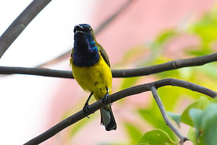 yellow, black, and blue bird on tree branch, olive-backed sunbird