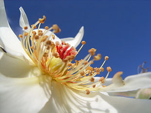 closeup photo of white Cherry Blossom flower