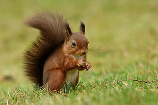 close up photography of squirrel eating nuts on grass field