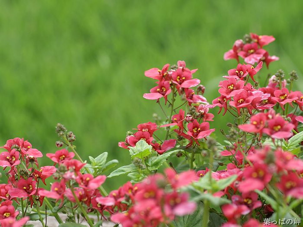 red flowers HD wallpaper