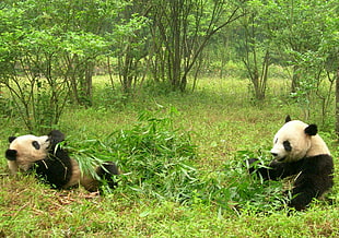 two panda playing on field