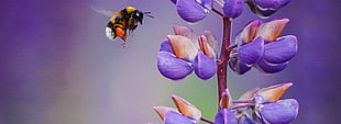 shallow focus photography of yellow and black bee near purple and brown flowers