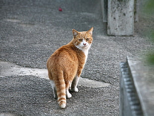 brown tabby cat on gray concrete ground
