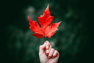 red leaf, Maple, Leaf, Autumn HD wallpaper