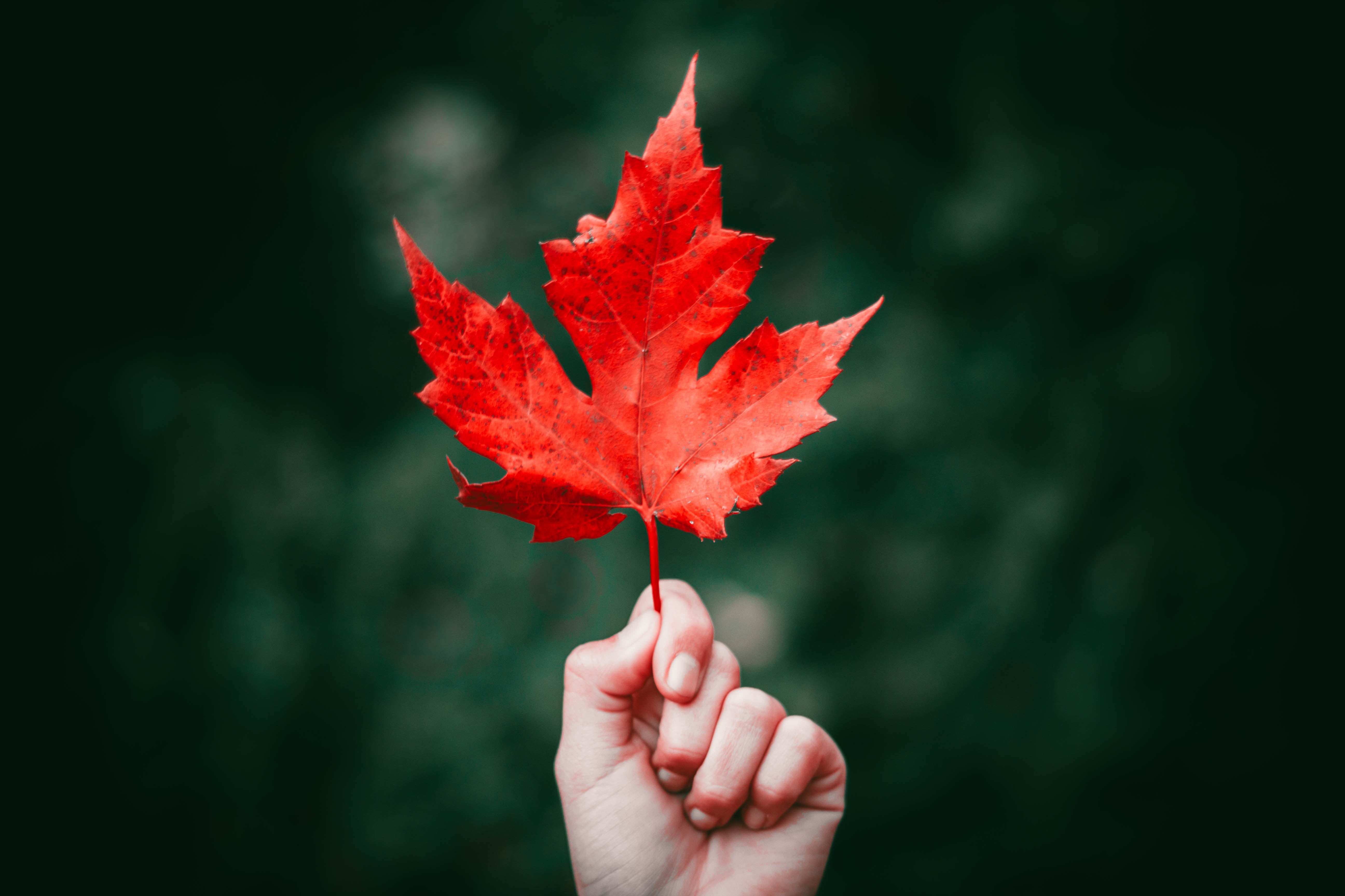 Red leaf, Maple, Leaf, Autumn HD wallpaper | Wallpaper Flare
