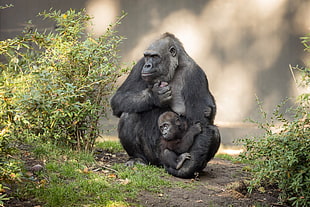 black gorilla, Mother, children, baby animals, love HD wallpaper