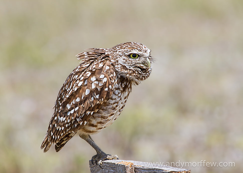 brown and white owl perching on brown bench HD wallpaper