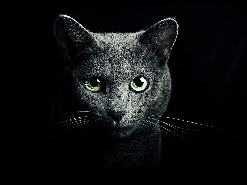black cat HD wallpaper
