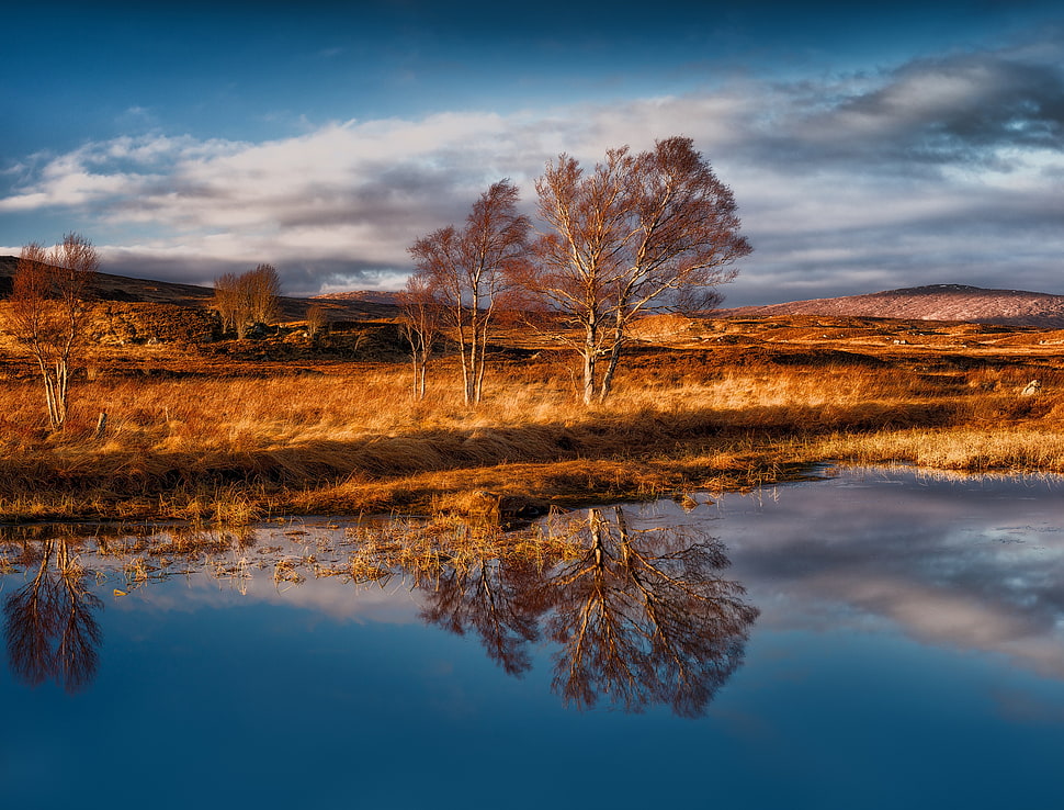 several brown leafed trees, reflection, blue, water, trees HD wallpaper