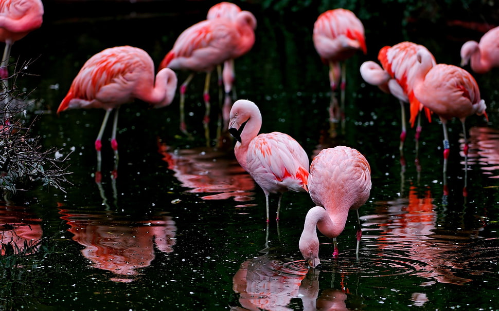 flock of flamingos, animals, nature, ripples, flamingos HD wallpaper