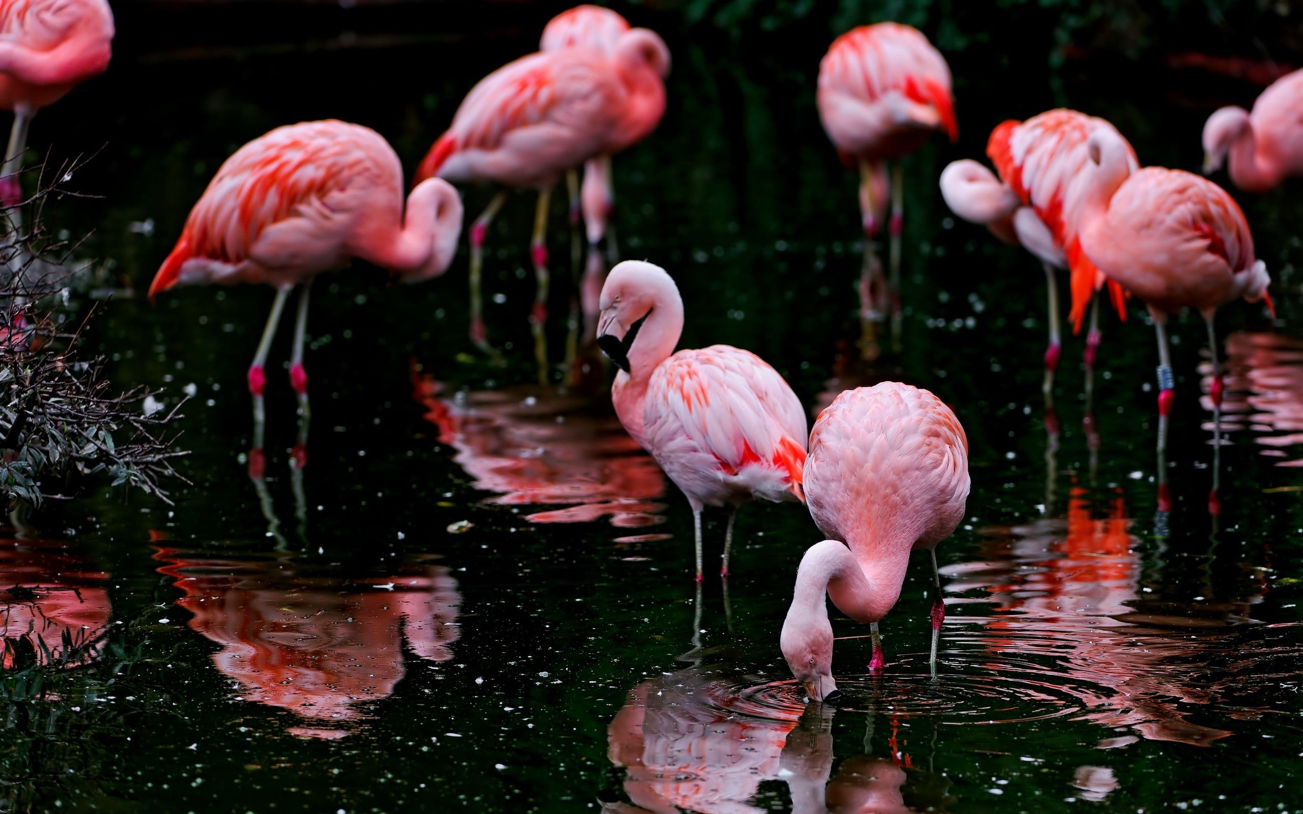 flock of flamingos, animals, nature, ripples, flamingos