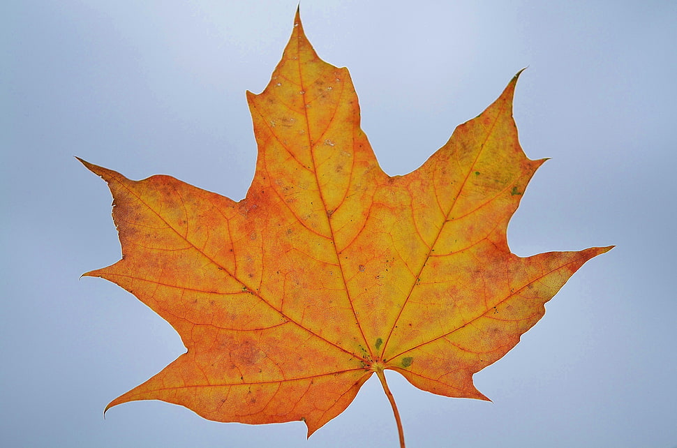 close up photo of dried maple leaf HD wallpaper