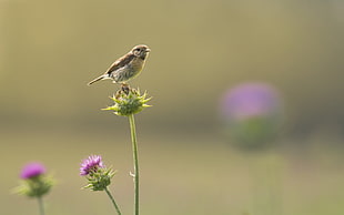 small brown and gray bird perched on green flower during daytime, european stonechat, saxicola rubicola HD wallpaper