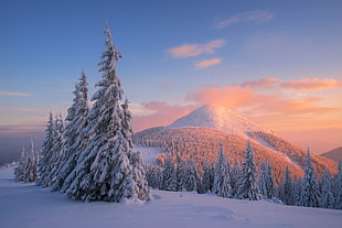 snow covers trees and mountain during sunset photography