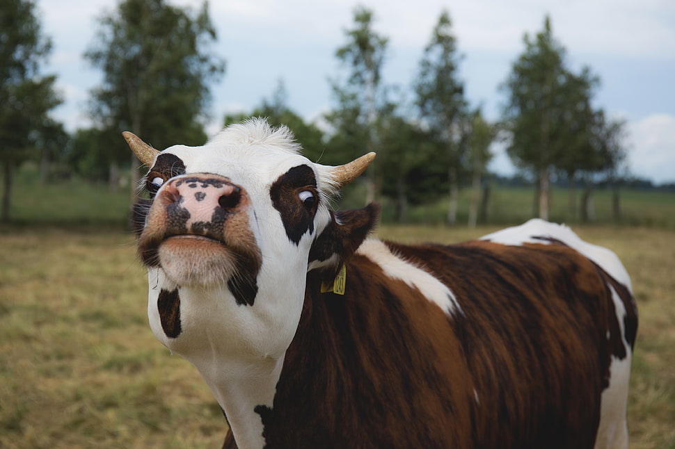 brown and white cattle HD wallpaper