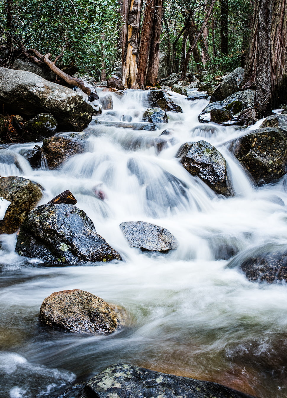 water stream inline of trees, yosemite HD wallpaper