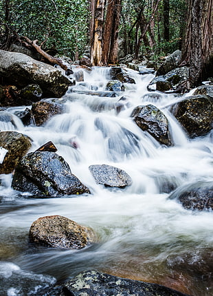 water stream inline of trees, yosemite