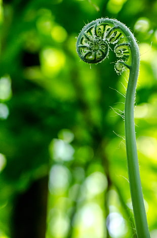closeup photo of green leaf plant during daytime HD wallpaper