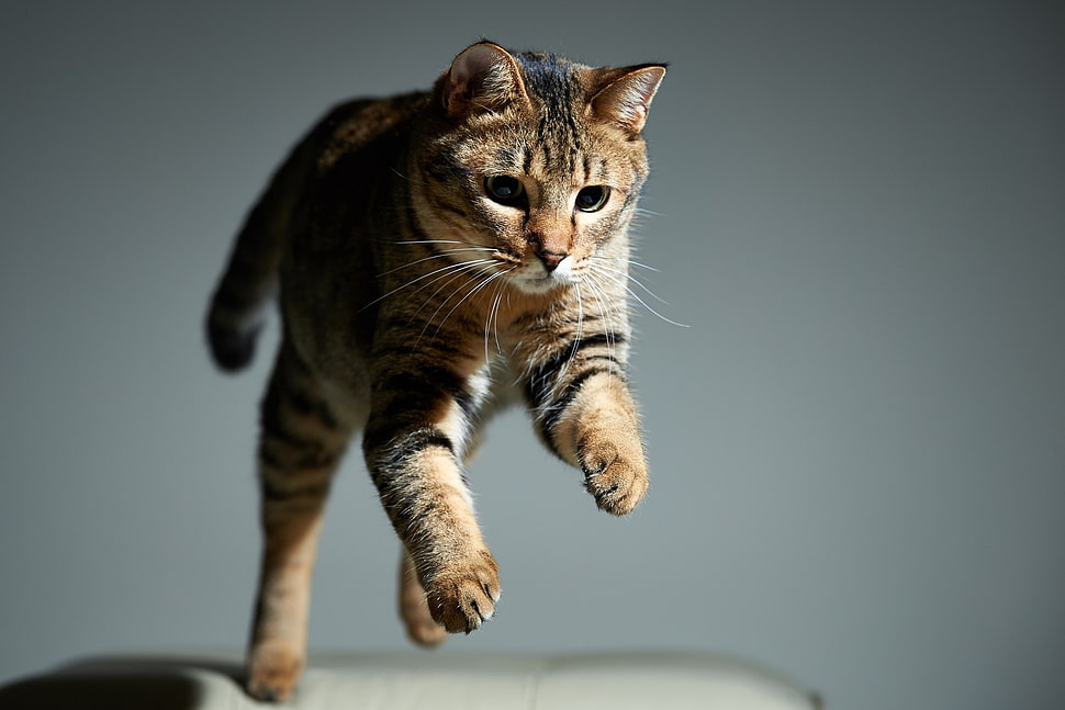 brown and black tabby cat, cat, animals, jumping HD wallpaper